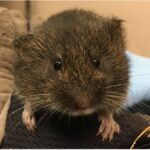 Amargosa Vole