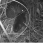 Amargosa Vole