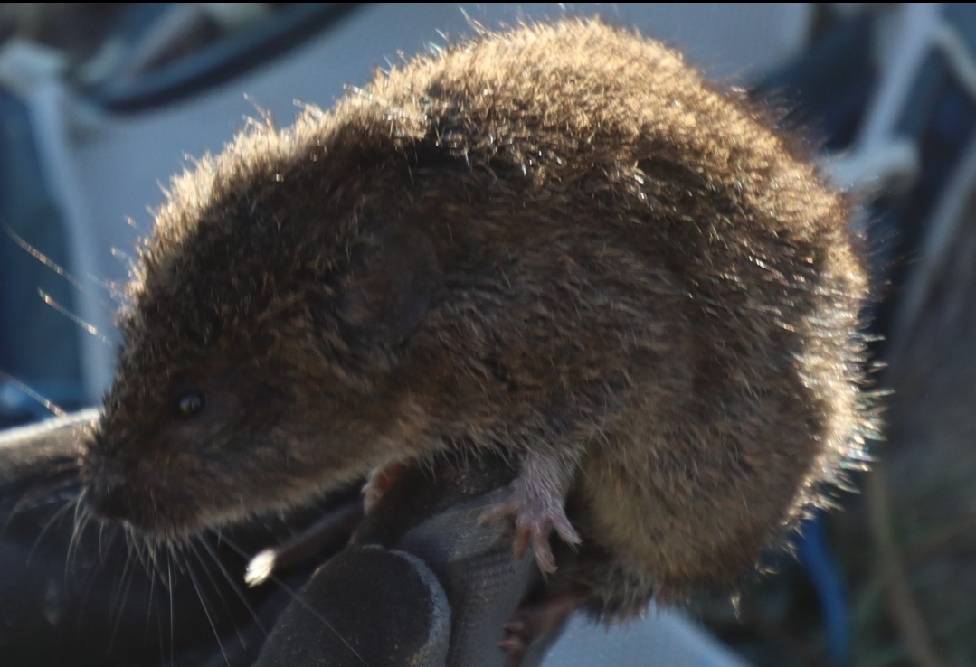 Vole Fest