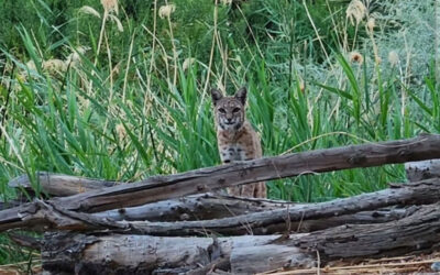 Studying Bobcats: A Story From the Field