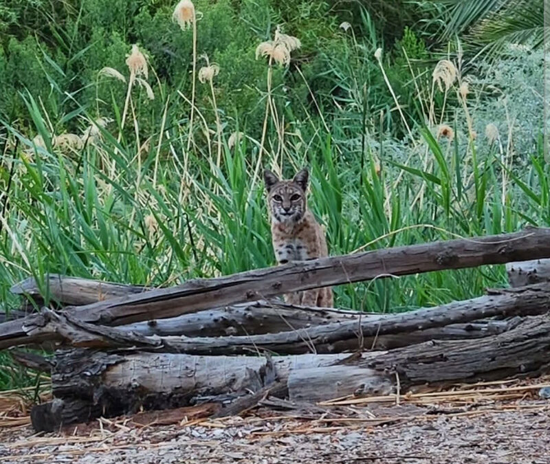 Studying Bobcats: A Story From the Field
