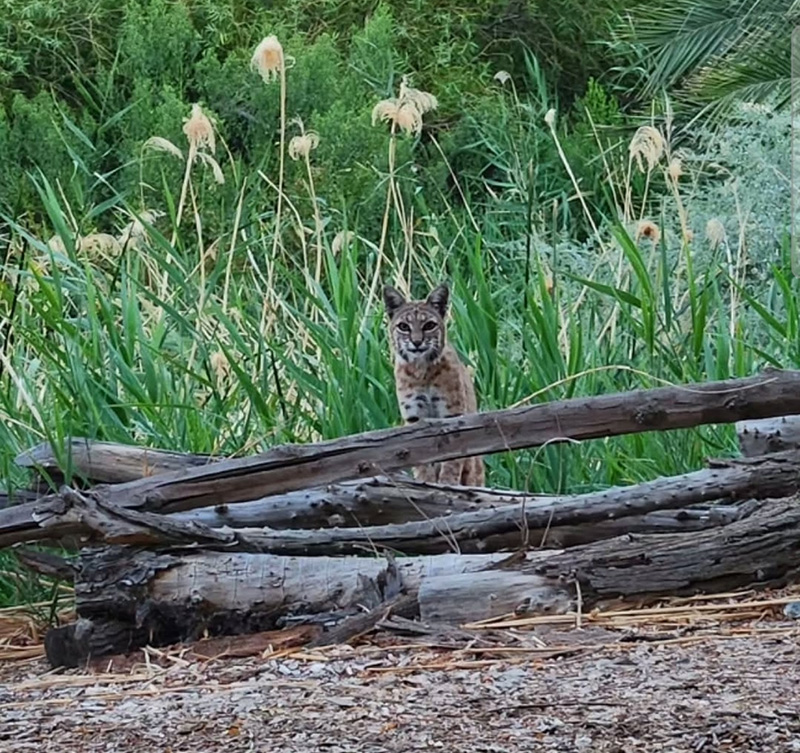 Shoshone Bobcat Shoshone Bobcat