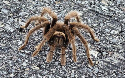 Fall Newsletter 2025