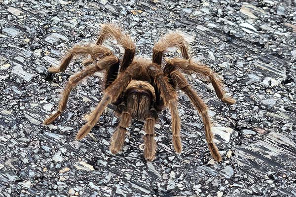 Fall Newsletter 2025