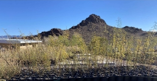 Mesquite Honey Trees