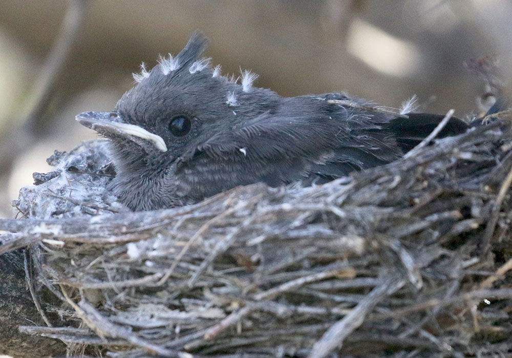 phai baby Phai Chick