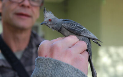 Phainopepla Along the Amargosa River