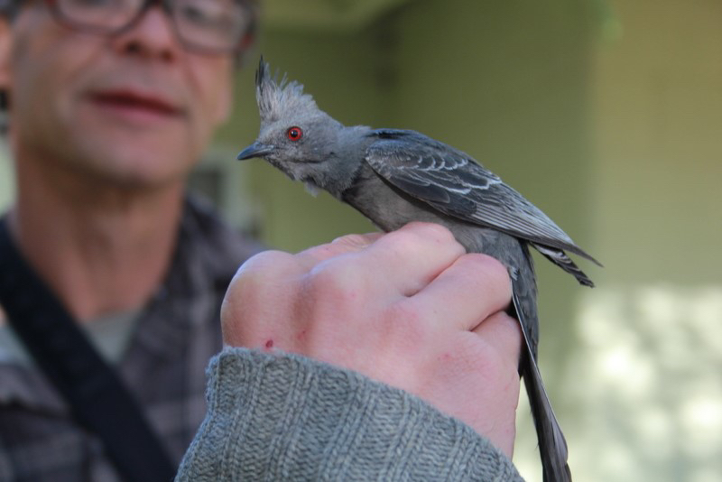 Phainopepla Along the Amargosa River