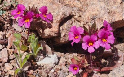 Late Winter 2026 Newsletter