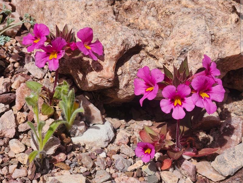 Late Winter 2026 Newsletter