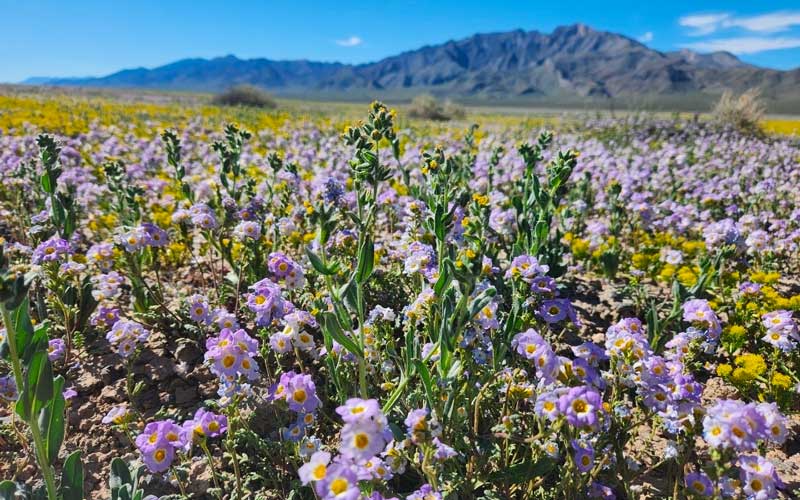 Earth Day Newsletter