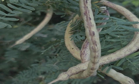 Mesquite beans